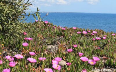 Carpobrotus edulis : plante invasive