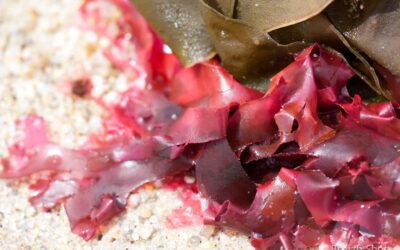 Les macroalgues rouges