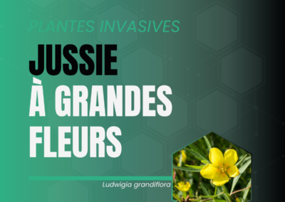 Jussie à grandes fleurs