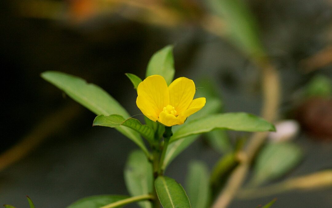 Jussie à grandes fleurs : une plante invasive ?
