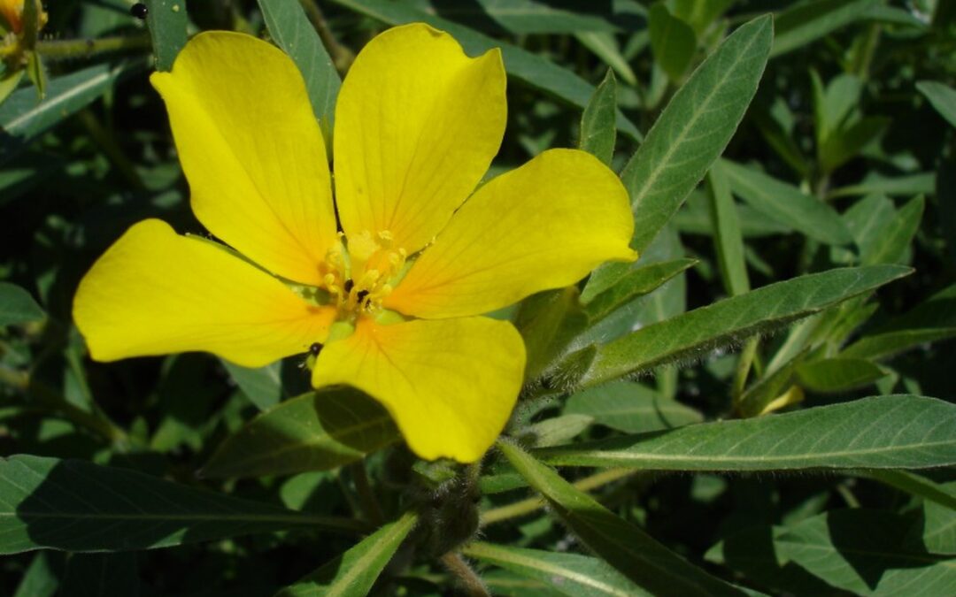 Jussie : une plante invasive au potentiel insoupçonné