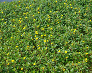 jussie à grandes fleurs