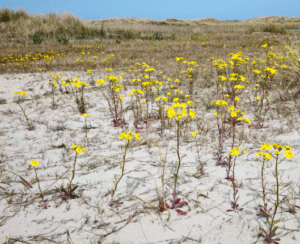 senecio inaequidens