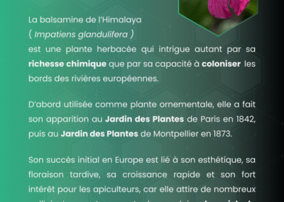 Balsamine de l'Himalaya carrousel interactif sur ses origines, sa gestion, la prolifération et son impact