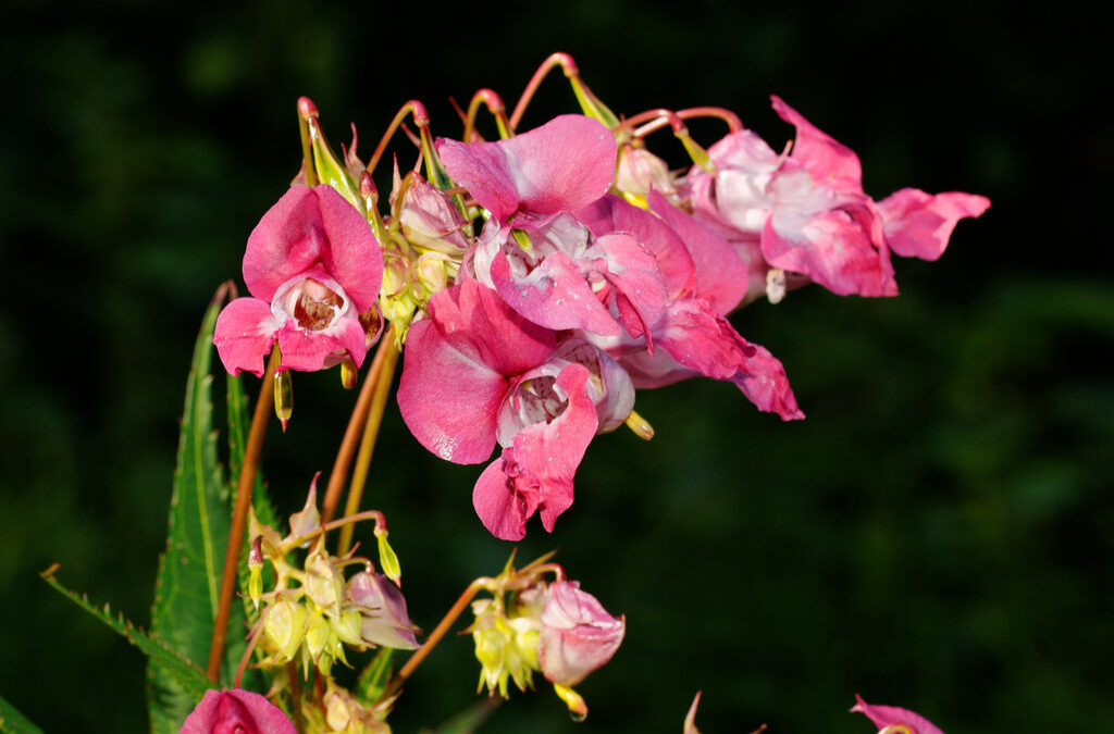L&rsquo;Impatiens glandulifera : vertus et utilisations étonnantes